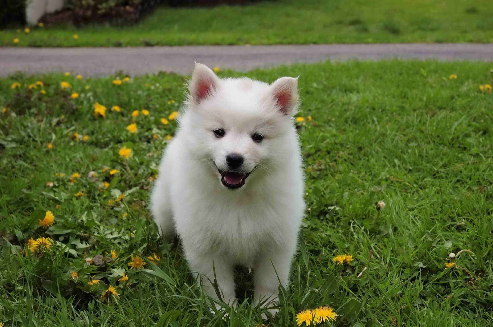 American Eskimo Puppy