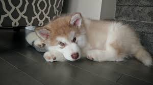 Alaskan Malamute puppy