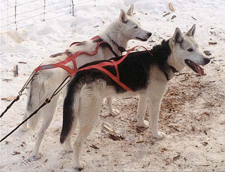 Seppala Siberian Sled Dog